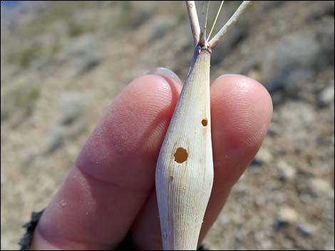 Desert Trumpet (Eriogonum inflatum)