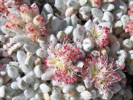 Shockley's Buckwheat (Eriogonum shockleyi)