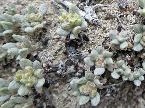 Shockley's Buckwheat (Eriogonum shockleyi)