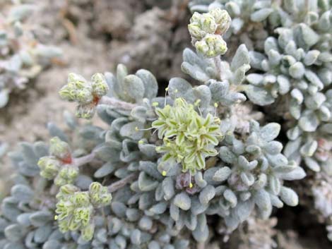 Shockley's Buckwheat (Eriogonum shockleyi)