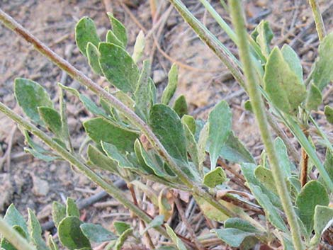 Sulphur-flower Buckwheat (Eriogonum umbellatum var versicolor)