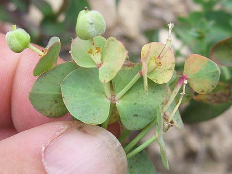 Horned Spurge (Euphorbia brachycera)