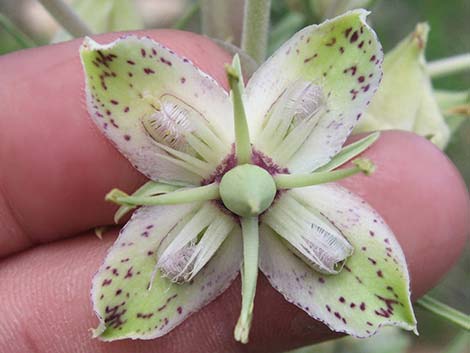 Elkweed (Frasera speciosa)