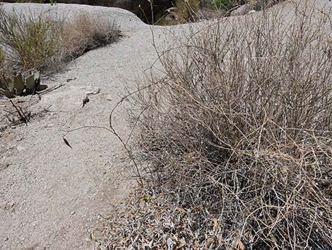 Hartweg's Climbing Milkweed (Funastrum heterophyllum)