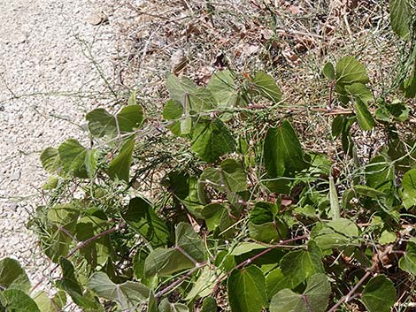 Hartweg's Climbing Milkweed (Funastrum heterophyllum)