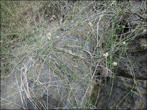 Fringed Twinevine (Funastrum cynanchoides ssp. cynanchoides)