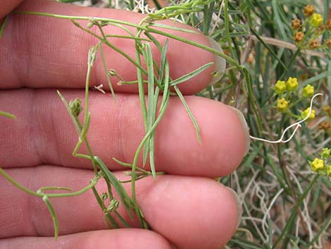 Utah Vine Milkweed (Funastrum utahense)