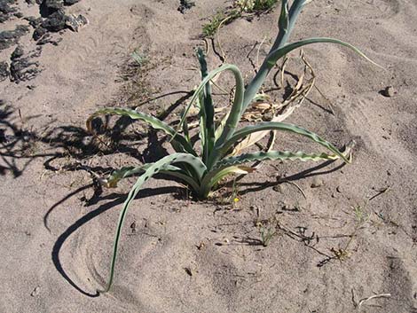 Desert Lily (Hesperocallis undulata)