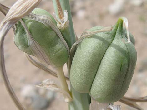 Desert Lily (Hesperocallis undulata)