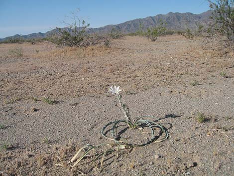 Desert Lily (Hesperocallis undulata)