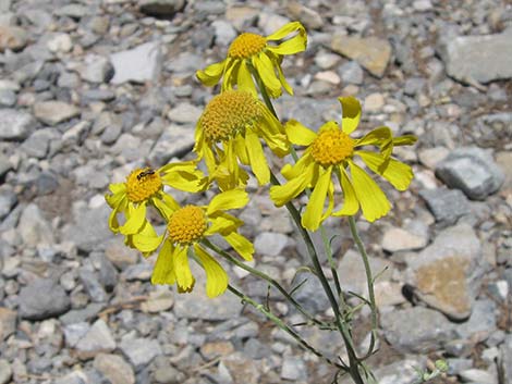 Cooper's Rubberweed (Hymenoxys cooperi)