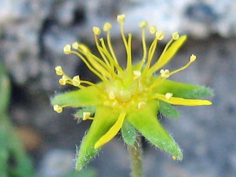 Jaeger's Mousetail (Ivesia jaegeri)