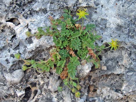 Jaeger's Mousetail (Ivesia jaegeri)