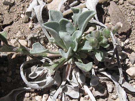 King Bladderpod (Physaria kingii)