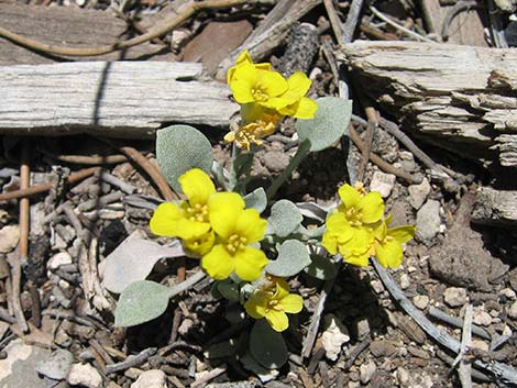 King Bladderpod (Physaria kingii)