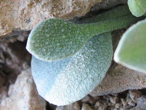 King Bladderpod (Physaria kingii)