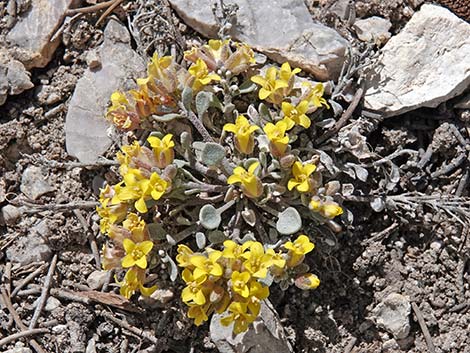 King Bladderpod (Physaria kingii)