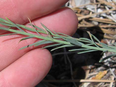 Lewis' Flax (Linum lewisii)