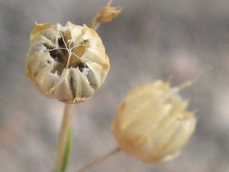 Lewis' Flax (Linum lewisii)