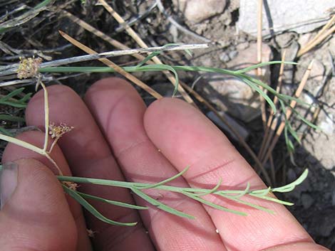 Alpine Biscuitroot (Lomatium graveolens var. alpinum)