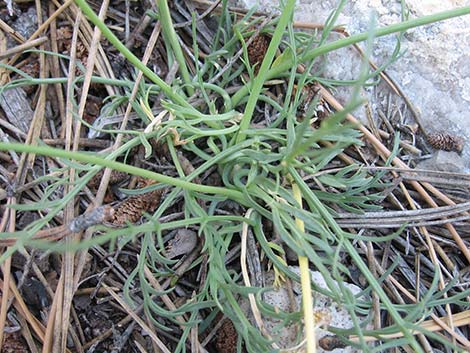 Alpine Biscuitroot (Lomatium graveolens var. alpinum)