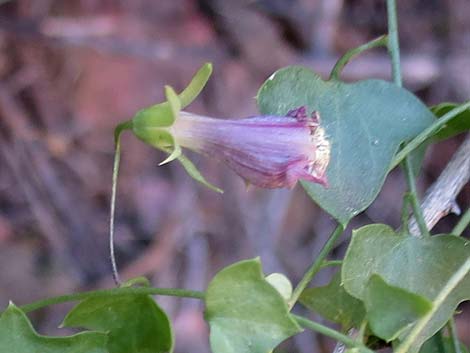 Roving Sailor (Maurandella antirrhiniflora)