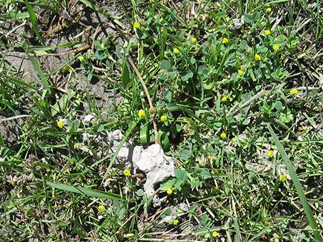 Black Medick (Medicago lupulina)