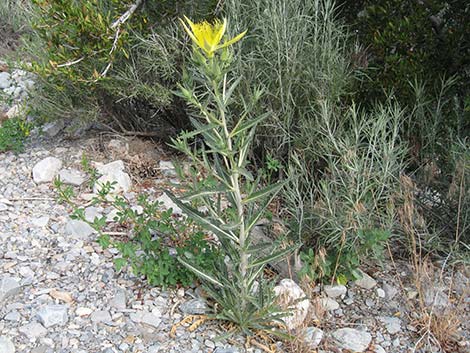 Smoothstem Blazingstar (Mentzelia laevicaulis)