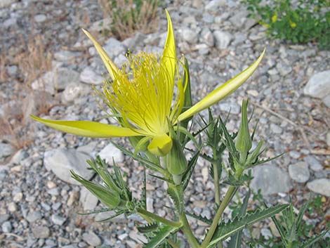 Smoothstem Blazingstar (Mentzelia laevicaulis)