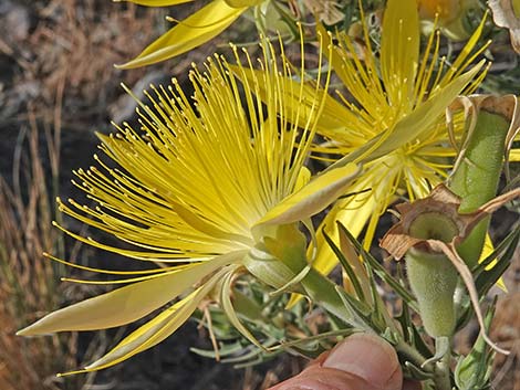 Smoothstem Blazingstar (Mentzelia laevicaulis)