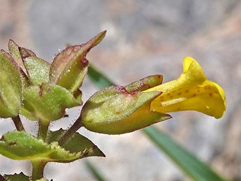 Seep Monkeyflower (Mimulus guttatus)