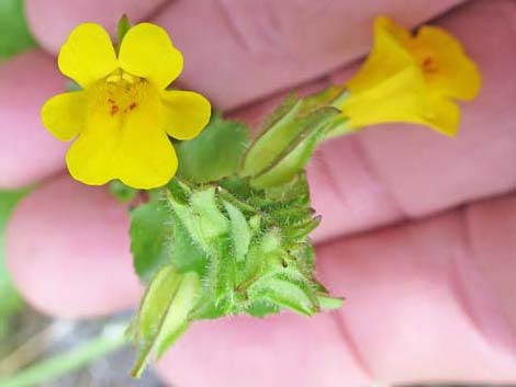 Seep Monkeyflower (Mimulus guttatus)