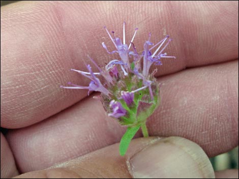 Mountain Monardella (Monardella odoratissima)