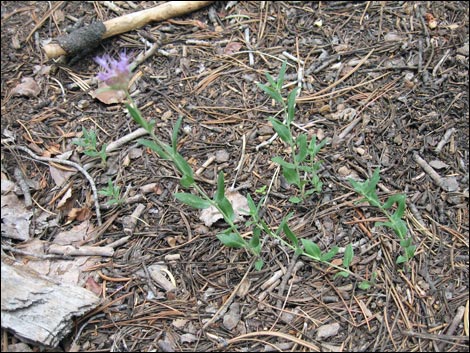 Mountain Monardella (Monardella odoratissima)