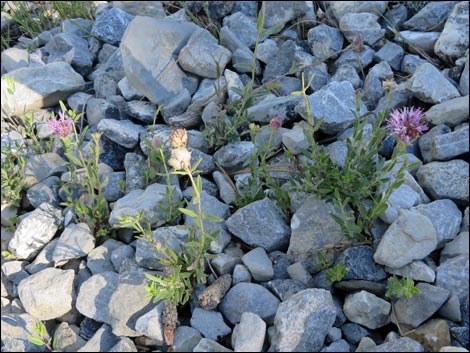 Mountain Monardella (Monardella odoratissima)