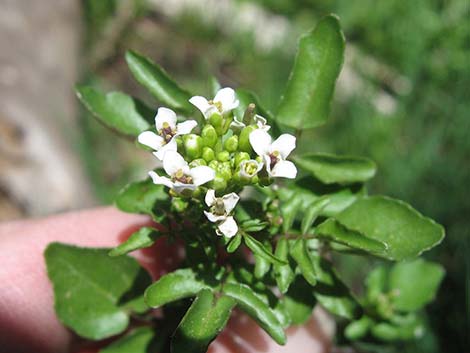 Watercress (Nasturtium officinale)