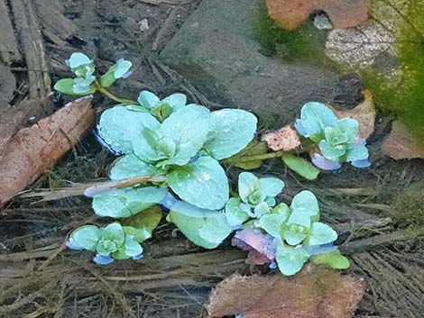 Watercress (Nasturtium officinale)