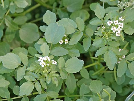 Watercress (Nasturtium officinale)