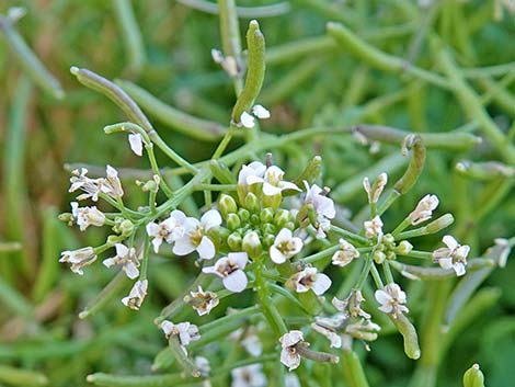 Watercress (Nasturtium officinale)