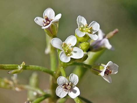 Watercress (Nasturtium officinale)