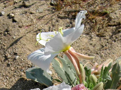 California Evening Primrose (Oenothera avita)