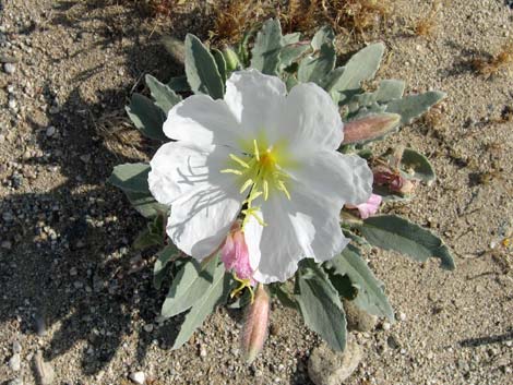 California Evening Primrose (Oenothera avita)