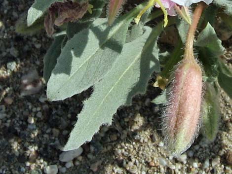 California Evening Primrose (Oenothera avita)