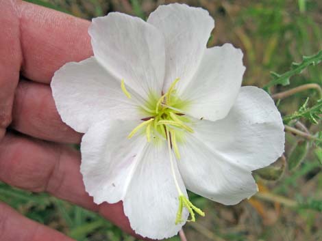 California Evening Primrose (Oenothera avita)