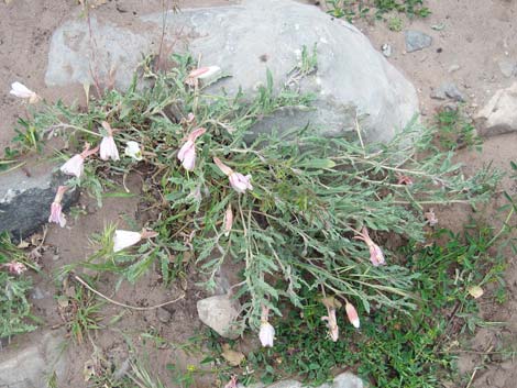 California Evening Primrose (Oenothera avita)