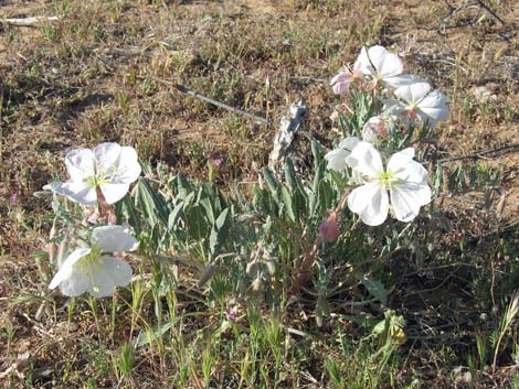 California Evening Primrose (Oenothera avita)