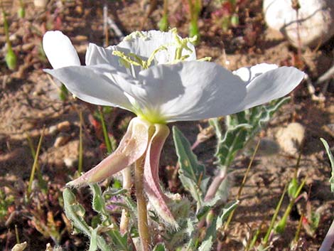 California Evening Primrose (Oenothera avita)