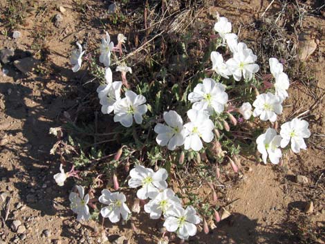 California Evening Primrose (Oenothera avita)