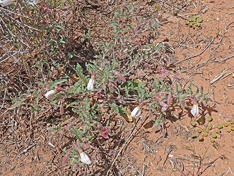 California Evening Primrose (Oenothera avita)