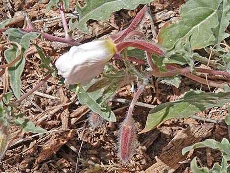 California Evening Primrose (Oenothera avita)